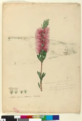 ページ90. Callistemon lanceolatusCallistemon citrinus、c.1803-06（WC、ペン、インク、鉛筆）
